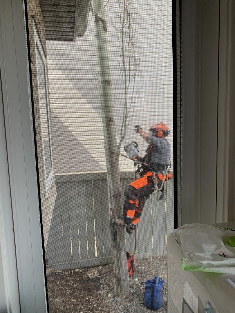 Robinson Tree Services climber dismantling a tree during a removal