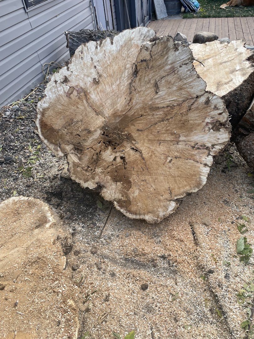 Freshly cut tree stump ready for grinding