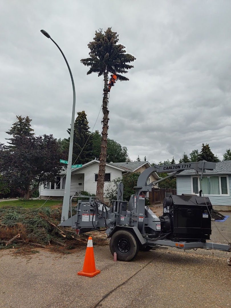 Crew feeding spruce branches into a wood chipper