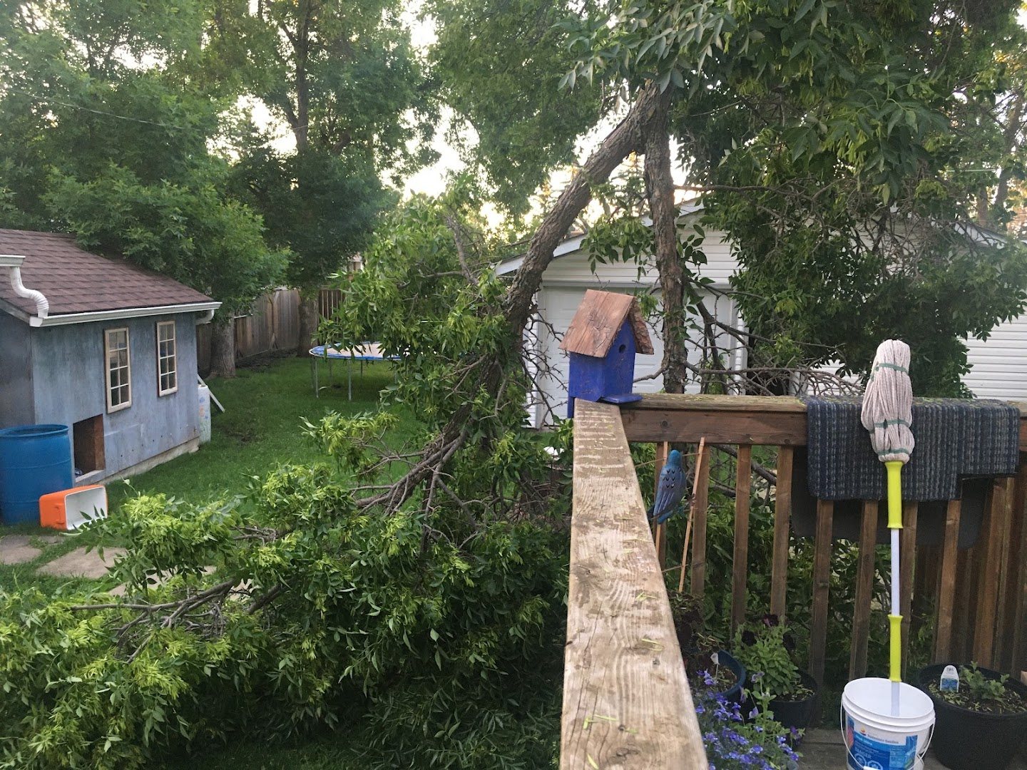 Storm-damaged tree fallen across a yard and fence