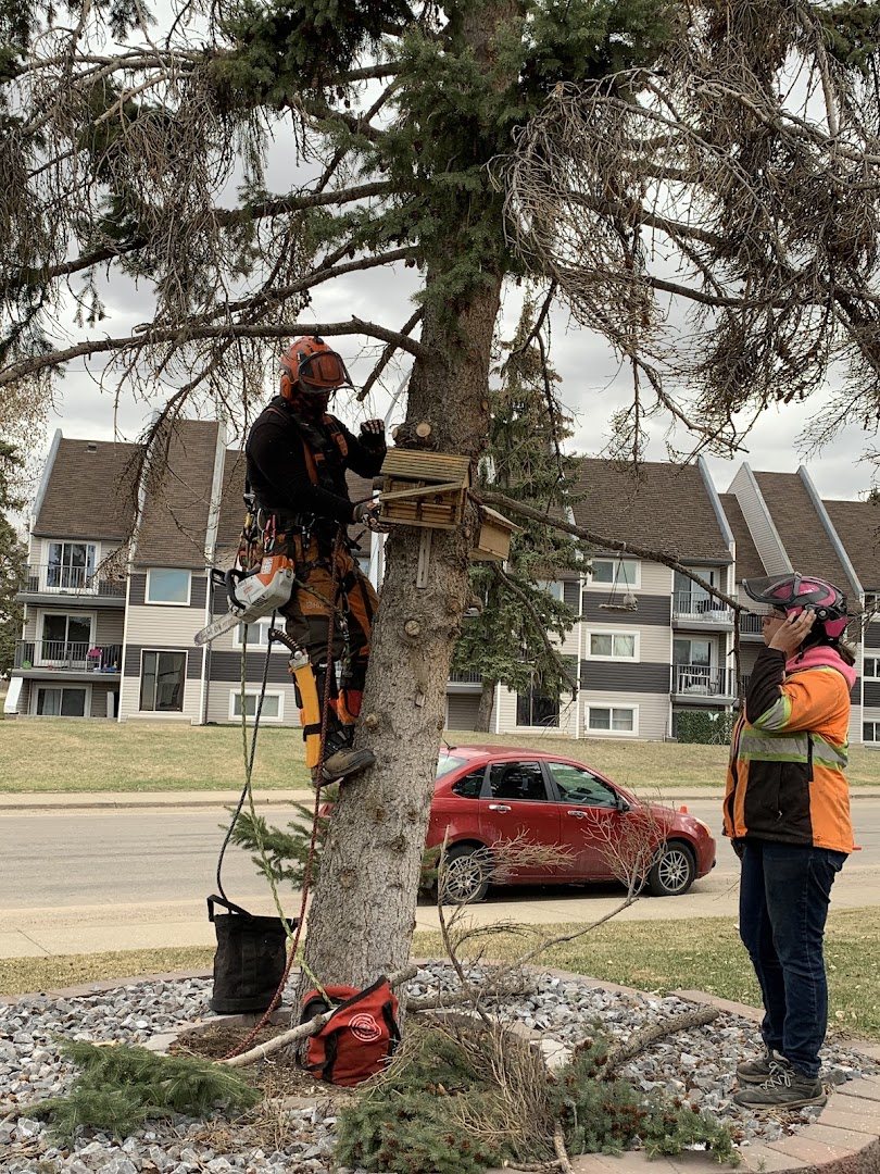 Robinson Tree Services crew member climbing with ropes and harness