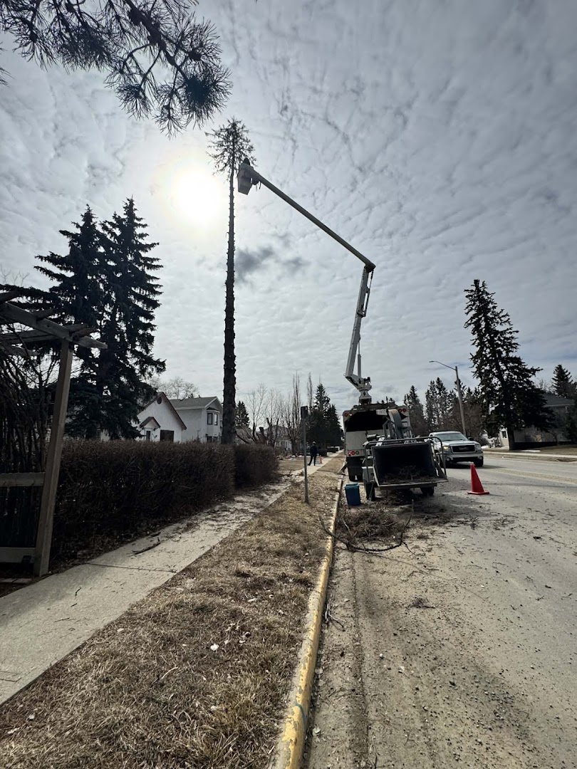 Boom truck working on a tree along a residential street